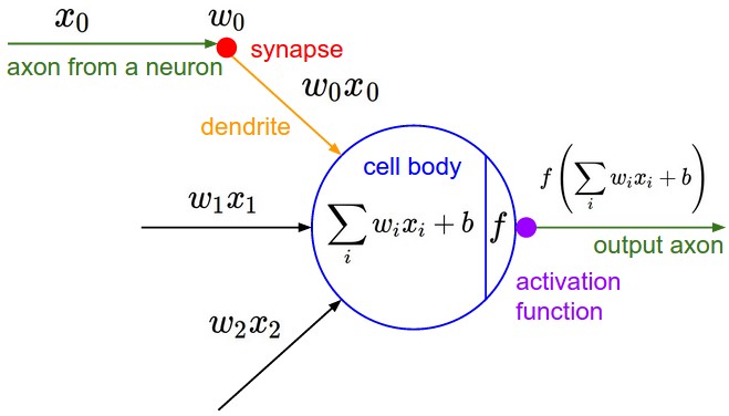 Mathematical model of a single neuron: weighted inputs summed with bias, then passed through activation function